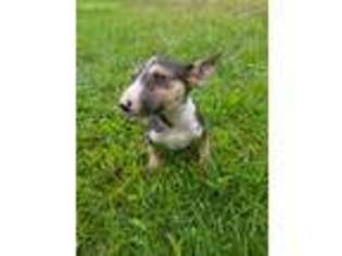 Bull Terrier Puppy for sale in York, PA, USA