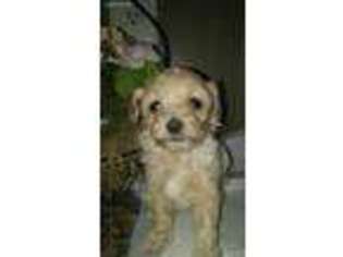 Mutt Puppy for sale in Webster, KY, USA