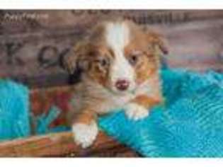 Miniature Australian Shepherd Puppy for sale in Grantsville, UT, USA