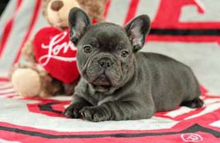 French Bulldog Puppy for sale in Midway City, CA, USA