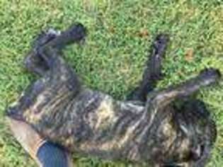 Cane Corso Puppy for sale in Ardmore, OK, USA