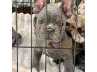 French Bulldog Puppy for sale in Santa Maria, CA, USA