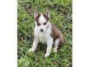 Siberian Husky Puppy for sale in Seneca Falls, NY, USA