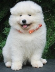 Samoyed Puppy for sale in Jackson, MS, USA