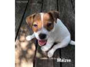 Jack Russell Terrier Puppy for sale in Wills Point, TX, USA