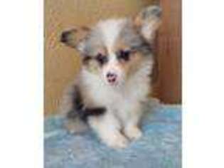 Cardigan Welsh Corgi Puppy for sale in Blakesburg, IA, USA