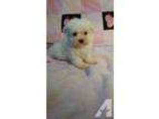 Maltese Puppy for sale in GILBERTS, IL, USA