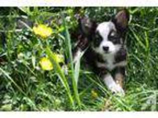 Chihuahua Puppy for sale in WORCESTER, MA, USA