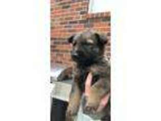 German Shepherd Dog Puppy for sale in Athens, TN, USA