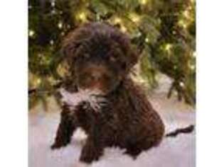 Portuguese Water Dog Puppy for sale in Strasburg, PA, USA