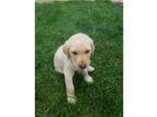Labrador Retriever Puppy for sale in Belleville, WI, USA