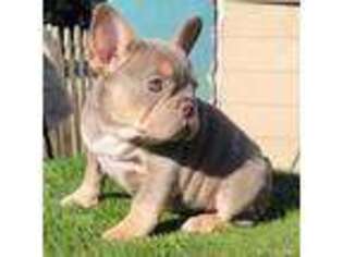 French Bulldog Puppy for sale in Maywood, CA, USA