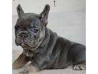 French Bulldog Puppy for sale in Jackson, NJ, USA