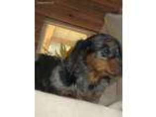 Dachshund Puppy for sale in Nescopeck, PA, USA