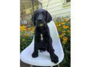 Labradoodle Puppy for sale in Shreve, OH, USA