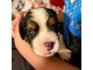 Medium Photo #1 English Springer Spaniel Puppy For Sale in Henderson, TX, USA