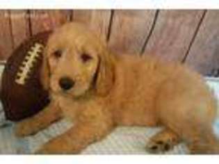 Goldendoodle Puppy for sale in Minden, LA, USA