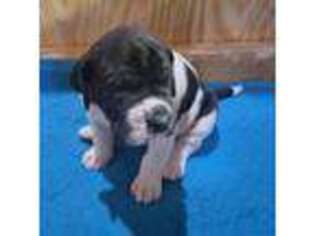 Great Dane Puppy for sale in Richmond, MN, USA