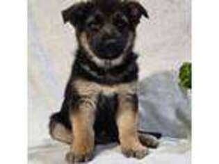 German Shepherd Dog Puppy for sale in Dundee, OH, USA