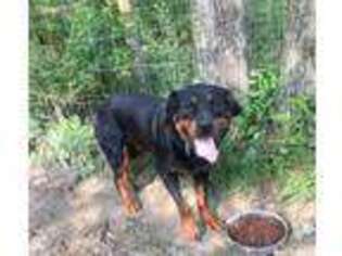 Rottweiler Puppy for sale in Picayune, MS, USA