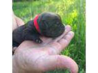 Cane Corso Puppy for sale in Madison, WI, USA