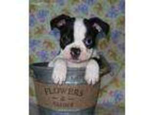 Boston Terrier Puppy for sale in Richmond, MN, USA