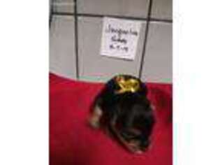 Yorkshire Terrier Puppy for sale in Delano, CA, USA