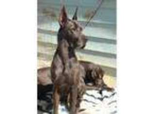 Great Dane Puppy for sale in PERRIS, CA, USA