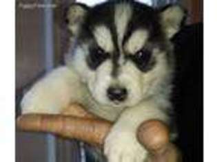 Siberian Husky Puppy for sale in Alliance, OH, USA