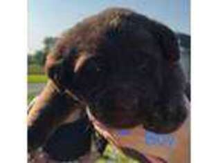 Labrador Retriever Puppy for sale in Paola, KS, USA