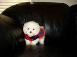 Maltese Puppy for sale in San Leandro, CA, USA