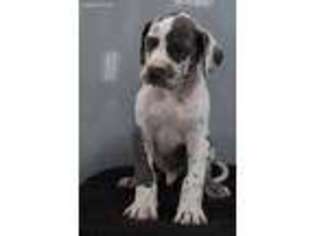 Great Dane Puppy for sale in Fountain City, IN, USA
