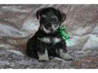 Mutt Puppy for sale in Richardton, ND, USA