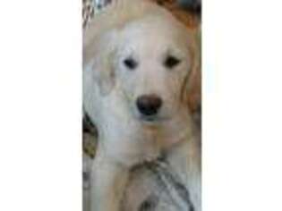 Mutt Puppy for sale in East Bridgewater, MA, USA