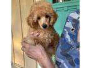 Mutt Puppy for sale in Coldwater, MS, USA