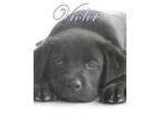 Labrador Retriever Puppy for sale in NORCO, CA, USA