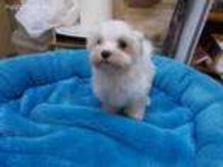 Maltese Puppy for sale in Partlow, VA, USA