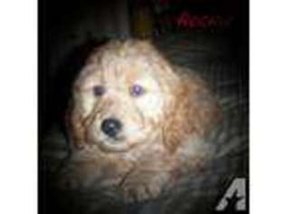 Goldendoodle Puppy for sale in SCOTTVILLE, MI, USA