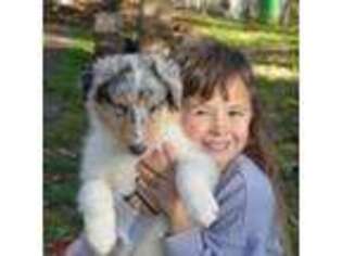 Collie Puppy for sale in Toledo, OR, USA