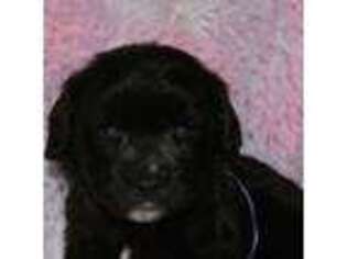 Cavachon Puppy for sale in Chesnee, SC, USA