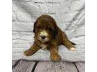 Mutt Puppy for sale in Saint Simons Island, GA, USA