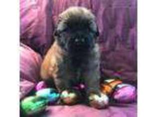 Mutt Puppy for sale in Youngstown, OH, USA