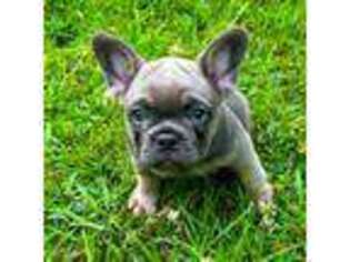 French Bulldog Puppy for sale in Jena, LA, USA