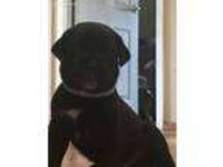 Cane Corso Puppy for sale in Smithtown, NY, USA