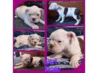 Olde English Bulldogge Puppy for sale in Bucyrus, OH, USA