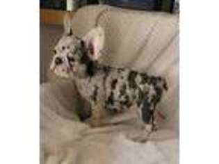 French Bulldog Puppy for sale in Norwalk, CA, USA