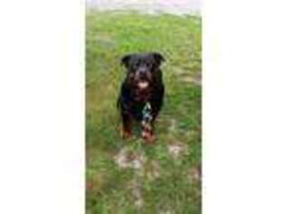 Rottweiler Puppy for sale in Ava, IL, USA