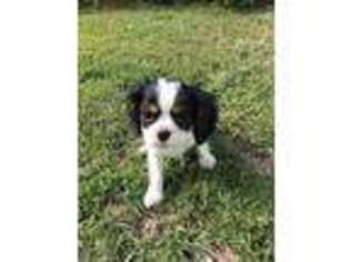 Cavalier King Charles Spaniel Puppy for sale in Glennville, GA, USA