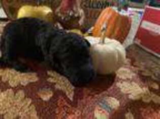 Labradoodle Puppy for sale in Mount Vernon, NY, USA