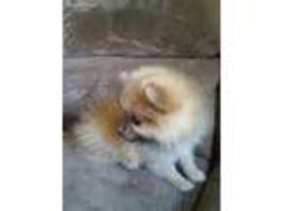 Pomeranian Puppy for sale in Millerstown, PA, USA